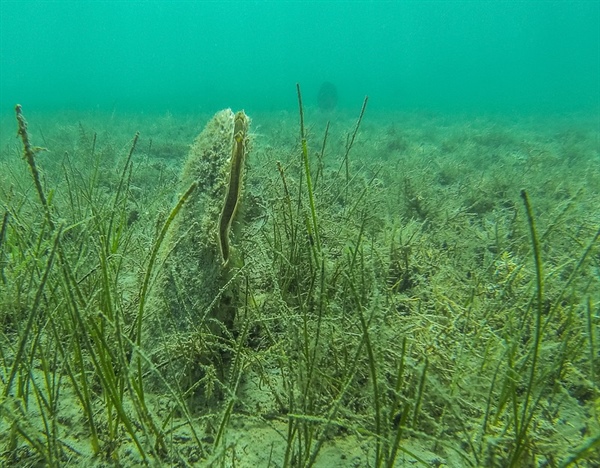 Pomozte se záchranou ohroženého druhu