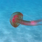 Nebezpečná medúza u Istrie