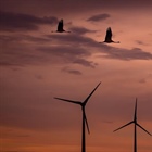Nizozemci kvůli ptákům zastavují turbíny