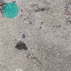 Na Korčule se vylíhly karety