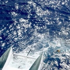 Překlopený katamaran v Pacifiku